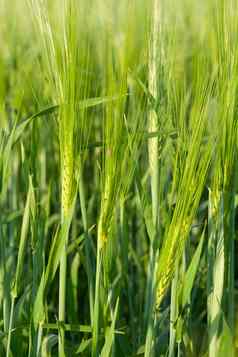 绿色耳朵小麦