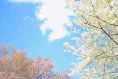 野生喜玛拉雅樱花樱桃开花花盛开的粉红色的白色植物区系树