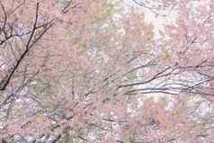 野生喜玛拉雅樱花樱桃开花花盛开的粉红色的植物区系树