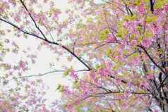 野生喜玛拉雅樱花樱桃开花花盛开的粉红色的植物区系树