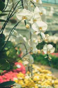 盛开的蝴蝶 兰兰花花花园
