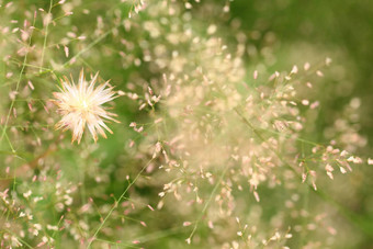 草<strong>小花背景</strong>