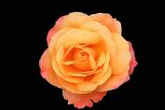 美丽的孤立的橙色粉红色的玫瑰开花