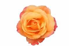 美丽的孤立的橙色粉红色的玫瑰开花