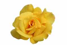 单黄色的玫瑰布鲁姆孤立的