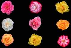 拼贴画美丽的玫瑰花朵