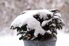雪覆盖植物