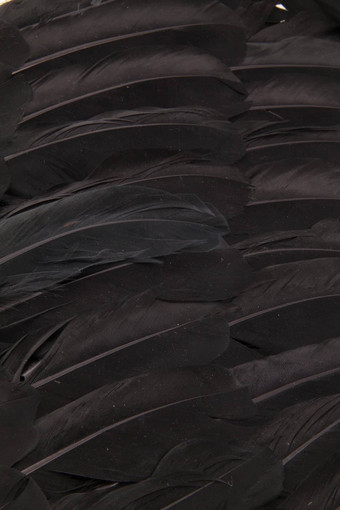 黑色的羽毛翅膀