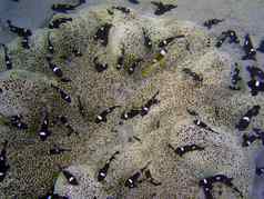 共生鱼海植物水下照片