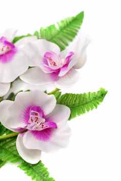 白色紫色的兰花装饰树叶孤立的白色