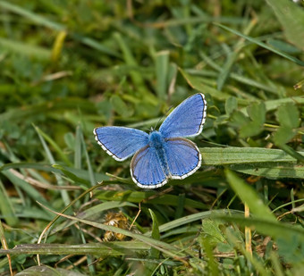 阿多尼斯蓝色的蝴蝶
