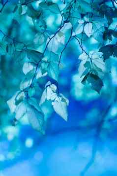 蓝色的叶子