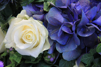 白色玫瑰蓝色的绣球花