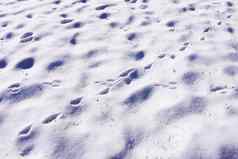 痕迹兔子狐狸野生雪冬天