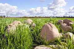石头堆栈桩草环绕农业场