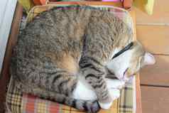 小猫睡觉椅子看到坏梦想
