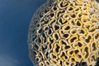明星珊瑚dichocoenia