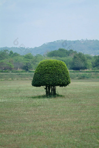 <strong>小形状</strong>的布什场