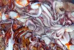 章鱼抓模式地中海海