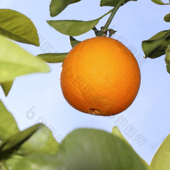 橙子水果橙色树天空背景