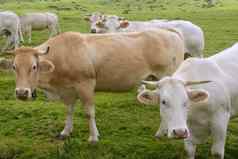 米色牛牛吃绿色草地