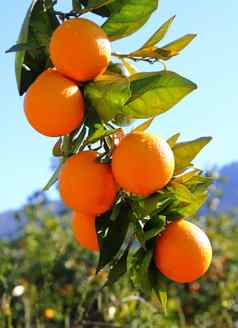 分支橙色树水果绿色叶子西班牙