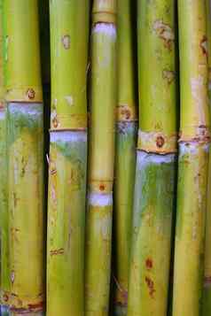 竹子狗食物糖绿色树干