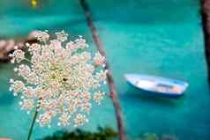 巴利阿里群岛岛屿野生胡萝卜绿松石地中海
