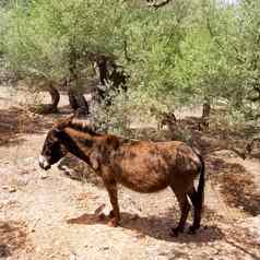 驴骡子地中海橄榄树场马略卡岛