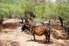 驴骡子地中海橄榄树场马略卡岛