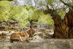 驴骡子坐着地中海橄榄树