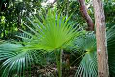 芽棕榈树丛林热带雨林玛雅里维埃拉