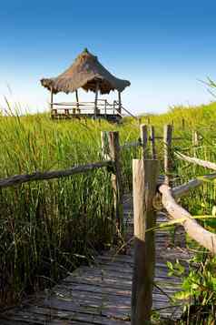 小屋青蛙红树林里德湿地