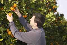 橙色树场农民收获挑选水果
