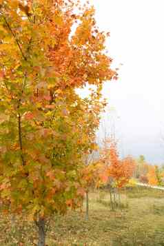充满活力的秋天树颜色走路径