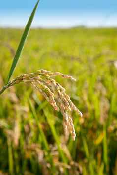 麦片大米字段成熟的峰值