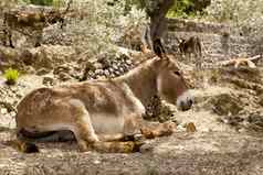 驴骡子坐着地中海橄榄树