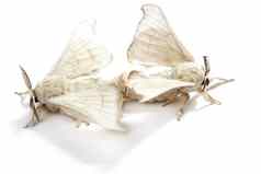 蝴蝶蚕丝绸蠕虫孤立的白色