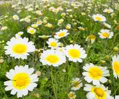 黛西春天花场黄色的白色草地