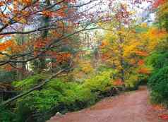秋天秋天山毛榉森林跟踪黄色的金叶子