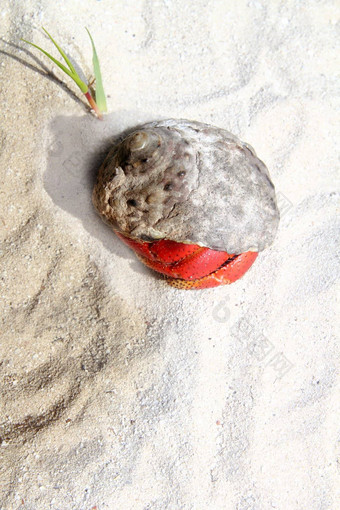 红色的腿隐士蟹墨西哥海滩沙子