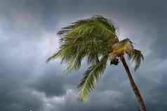 飓风热带风暴椰子棕榈树