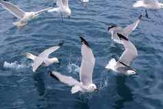 活跃的海海鸥海鸥蓝色的海海洋
