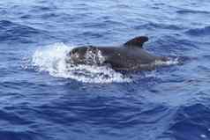 飞行员鲸鱼免费的开放海蓝色的地中海