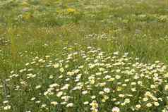 黛西黄色的花绿色自然草地