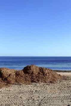 藻类海藻干地中海海滩