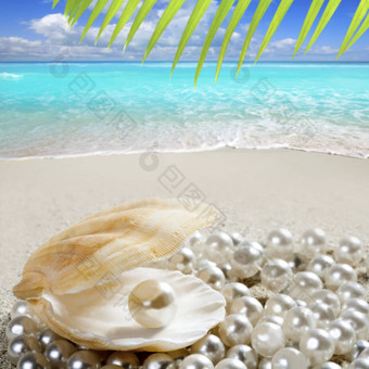 加勒比珍珠壳牌白色沙子海滩热带