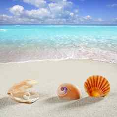 海滩夏天假期背景壳牌珍珠蛤
