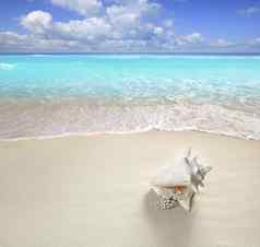 海滩沙子珍珠项链壳牌夏天假期