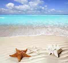 加勒比热带海滩白色沙子海星壳牌